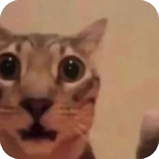 Sticker 🐱 زوزه العلويه core...