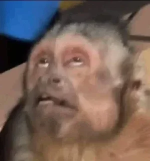 Video sticker 🌟 Gaelxchangos pt3 :: @fStikBot