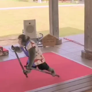 Video sticker 🐵 Gaelxchangos pt3 :: @fStikBot