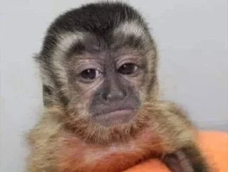 Telegram sticker 🌟 Gaelxchangos pt3 :: @fStikBot