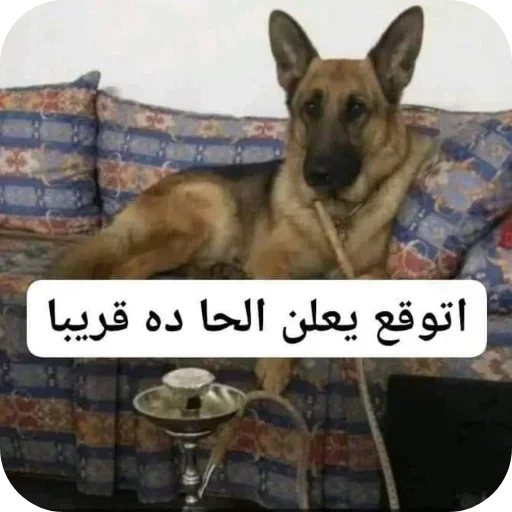 Telegram sticker 🐶 الحزمة المركزة 1