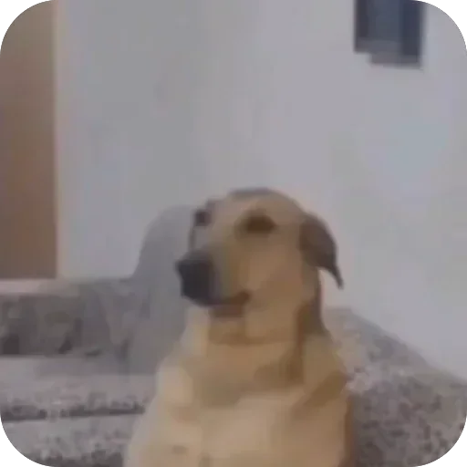 Telegram sticker 👍 الحزمة المركزة 1