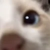 Video sticker 🥺 рандом ги�...