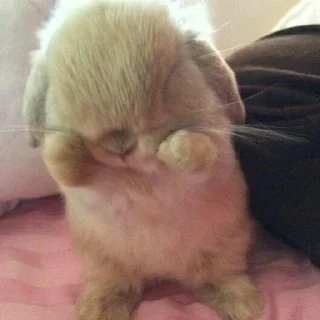 Video sticker 🐰 Марьяш