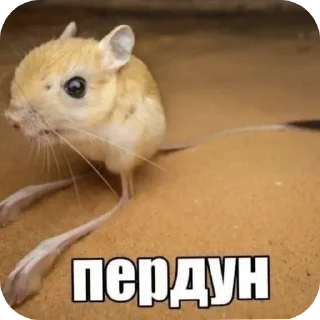 Telegram sticker 🐀 Больше стиков тут: @stikery4