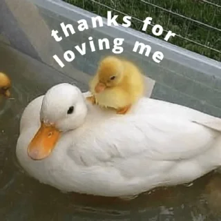 Video sticker 🦆 duck pack