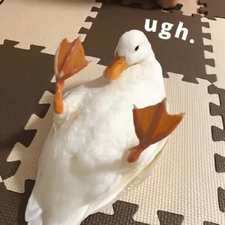 Telegram sticker 🦆 duck pack