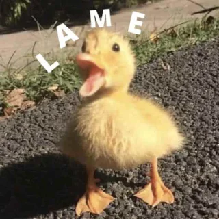 Telegram sticker 🦆 duck pack