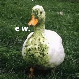 Video sticker 🦆 duck pack
