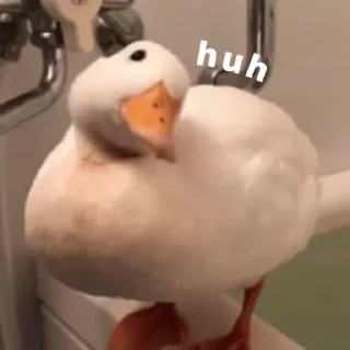 Telegram sticker 🦆 duck pack