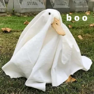 Video sticker 🦆 duck pack