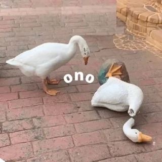 Sticker 🦆 duck pack