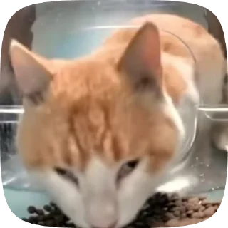 Video sticker 🌟 @cindeuella :: @fStikBot