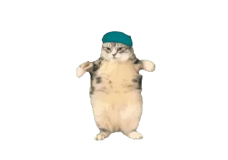 Video sticker 🌟 @cindeuella :: @fStikBot