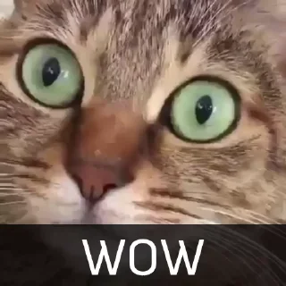 Sticker 😱 Котейкин стикерпак