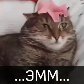 Telegram sticker 🧐 Котейкин стикерпак