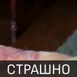 Telegram sticker 👀 Котейкин стикерпак