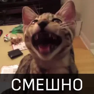 Telegram sticker 😂 Котейкин стикерпак