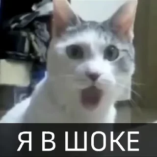Telegram sticker 🥵 Котейкин стикерпак