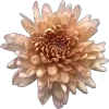 Video sticker 🌟 @kwjmu || flowers