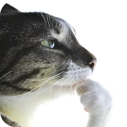 Телеграм стикер 🤔 Packed Otsukare