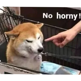 Telegram sticker 🐶 @No_Senna