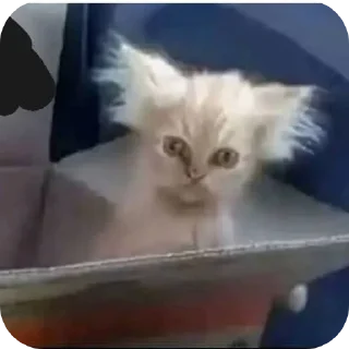 Video sticker 🐱 @esm_att🖕🏿