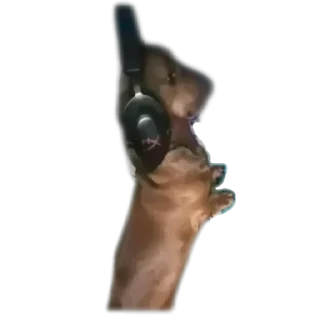 Video sticker 🐶 новая ссылка @stikos_otsos