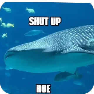 Video sticker 😡 fish