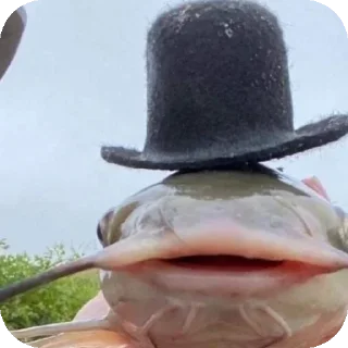Telegram sticker 🧐 fish