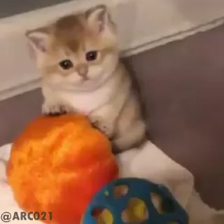 Video sticker 🥺 @iMO0N