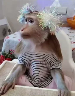 Телеграм стикер 🤩 @frmnva1 monkeys meme. :: @fStikBot