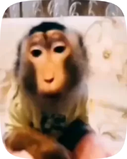 Телеграм стикер 😮 @frmnva1 monkeys meme. :: @fStikBot
