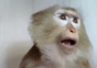 Телеграм стикер 😳 @frmnva1 monkeys meme. :: @fStikBot