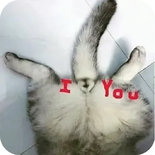 Telegram stiker 🐱 мая дикая писяндра