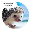 Video sticker 🖕 Злые зверята by @DGStickers
