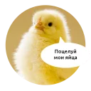 Video sticker 🖕 Злые зверята by @DGStickers