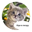 Sticker 🖕 Злые зверята by @DGStickers