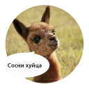 Telegram sticker 🖕 Злые зверята by @DGStickers