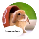 Telegram sticker 🖕 Злые зверята by @DGStickers