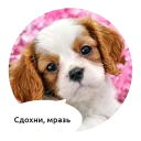 Telegram sticker 🖕 Злые зверята by @DGStickers