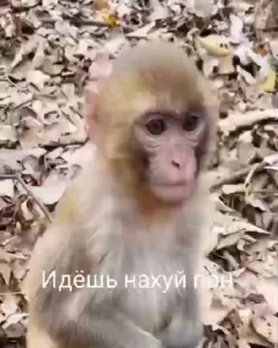 Телеграм стикер 🖕 Ультра пон :: @fStikBot