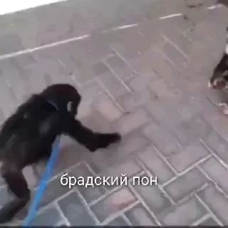 Телеграм стикер 🥰 Ультра пон :: @fStikBot
