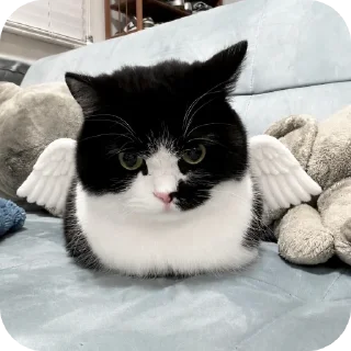 Video sticker 🐱 cats by szu