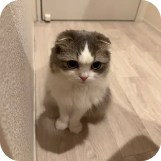 Telegram sticker 🐱 cats by szu