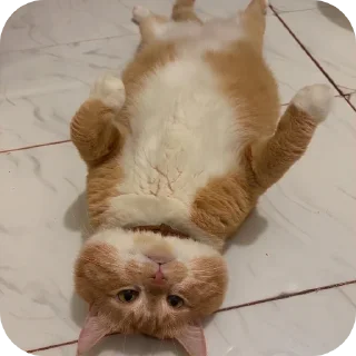 Telegram sticker 🐱 cats by szu