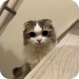 Telegram sticker 🐱 cats by szu