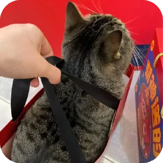 Video sticker 🐱 cats by szu