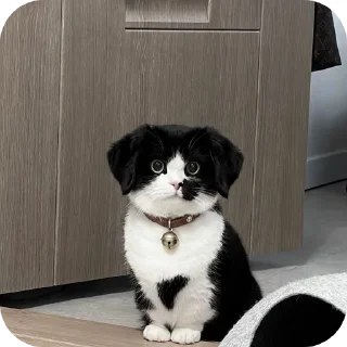 Video sticker 🐱 cats by szu