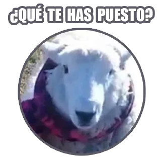 Telegram sticker 🐏 Zukulemto 11 🛩🏢